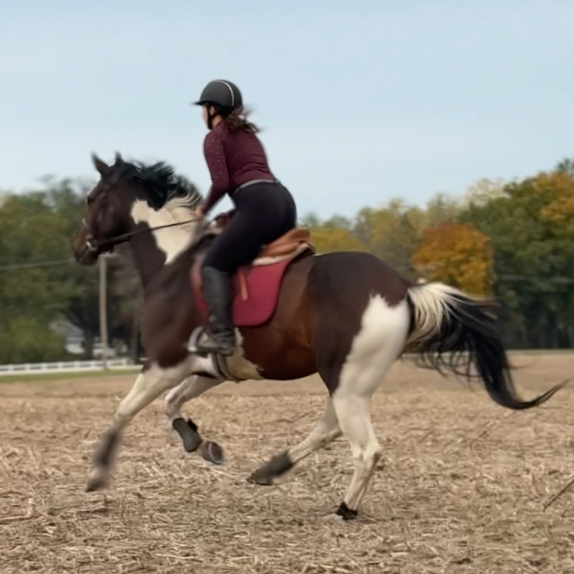 Person riding a horse in an open field with trees in the background